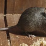 LES 8 MEILLEURS MOYENS DE VOUS DÉBARRASSER DES SOURIS