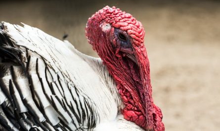 Les bénéfices du dindon élevé naturellement