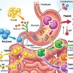 enzymes digestives