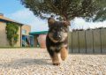 black and tan german shepherd puppy on brown dirt during daytime