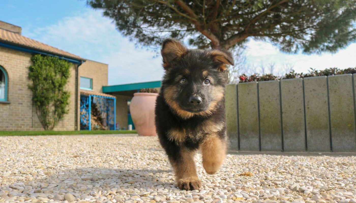 black and tan german shepherd puppy on brown dirt during daytime