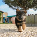 black and tan german shepherd puppy on brown dirt during daytime