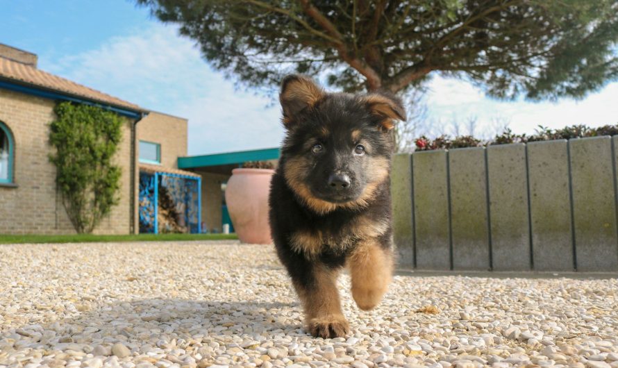 Quels critères prendre en compte avant de choisir un promeneur de chien dans le canton de Vaud ?